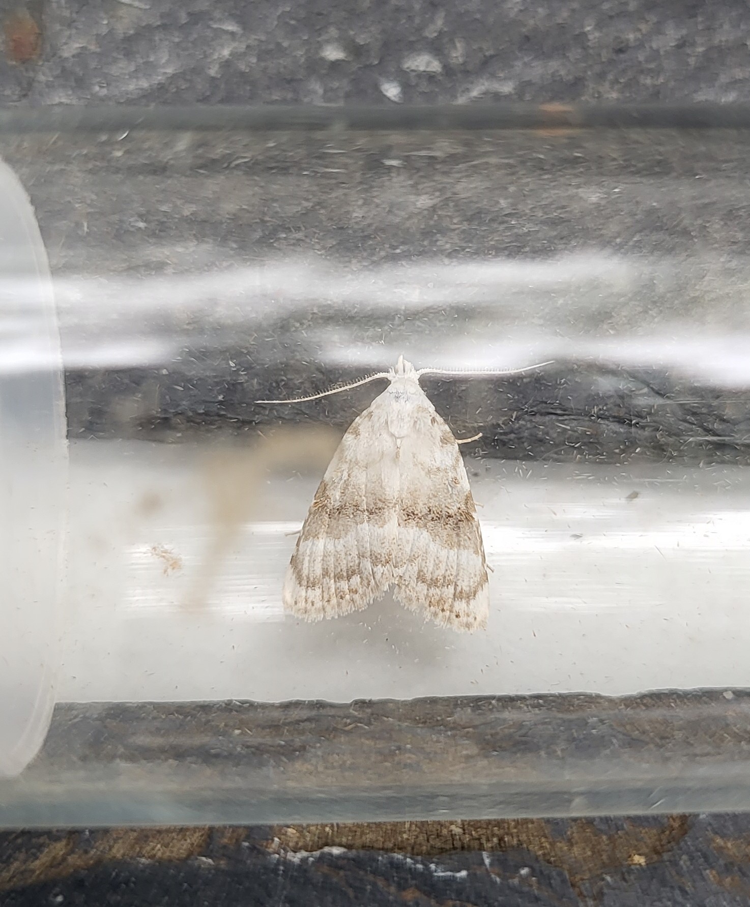 Photo of Kent Black Arches (Meganola albula)